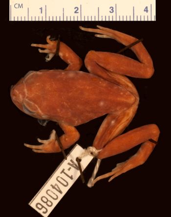 Media type: image;   Herpetology A-104086
